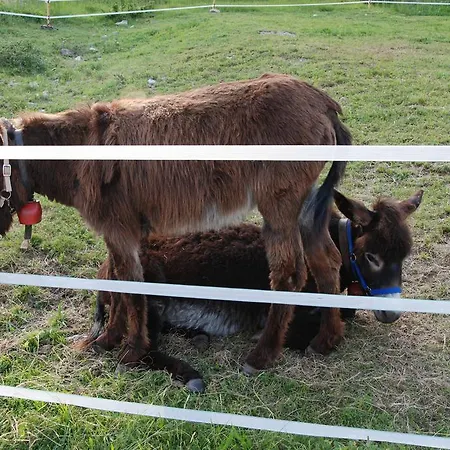 Agriranch Pra De Dont Alloggio per agriturismo *